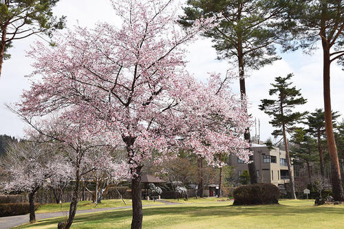 芝生広場のサクラ01.jpg