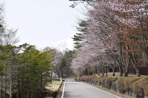 桜街道02.jpg