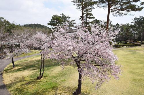 芝生広場のサクラ02.jpg