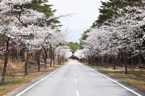 桜街道01.jpg